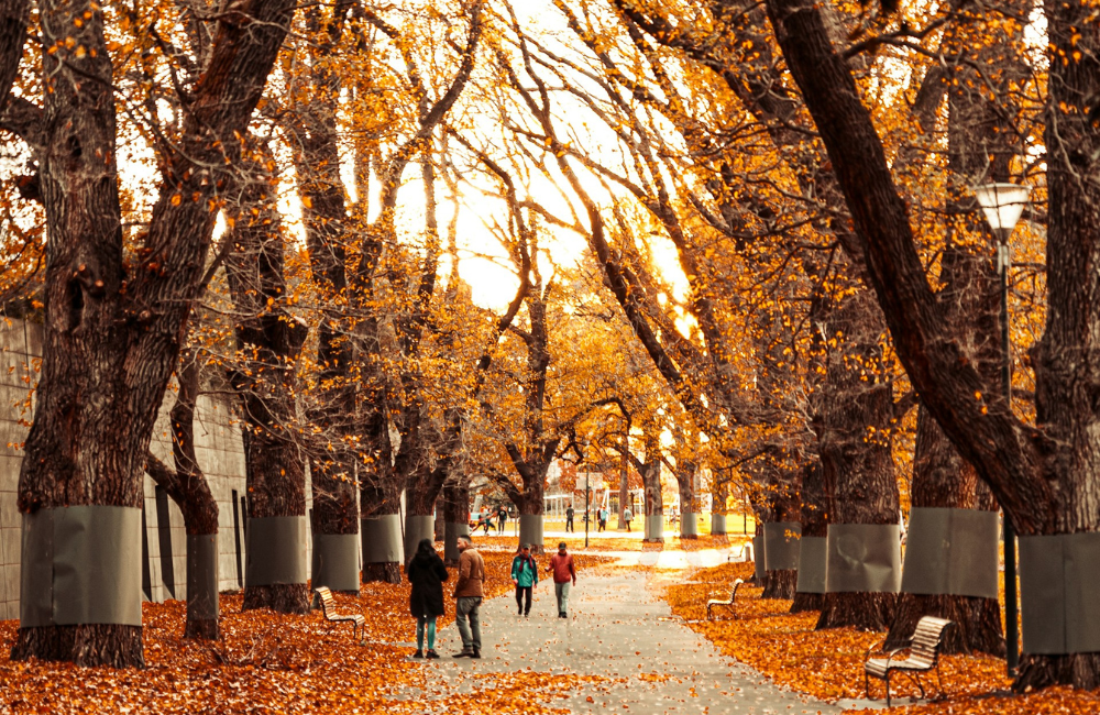 A row of Autumn trees in a Melbourne park. There are a few people waking the path filled with orange leaves.
